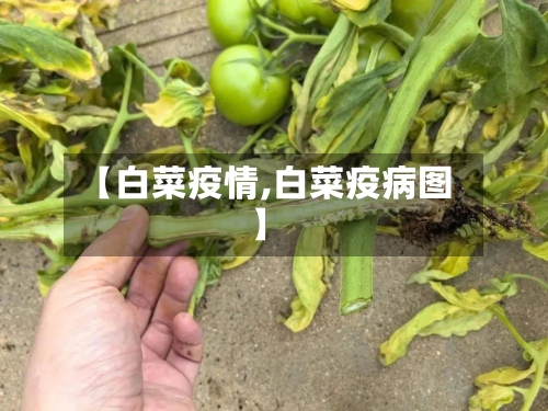 【白菜疫情,白菜疫病图】