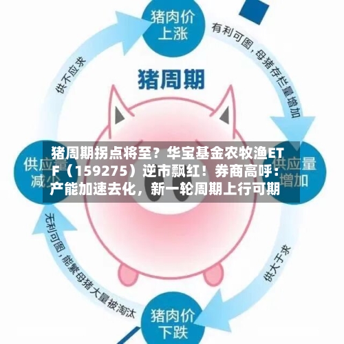 猪周期拐点将至？华宝基金农牧渔ETF（159275）逆市飘红！券商高呼：产能加速去化，新一轮周期上行可期